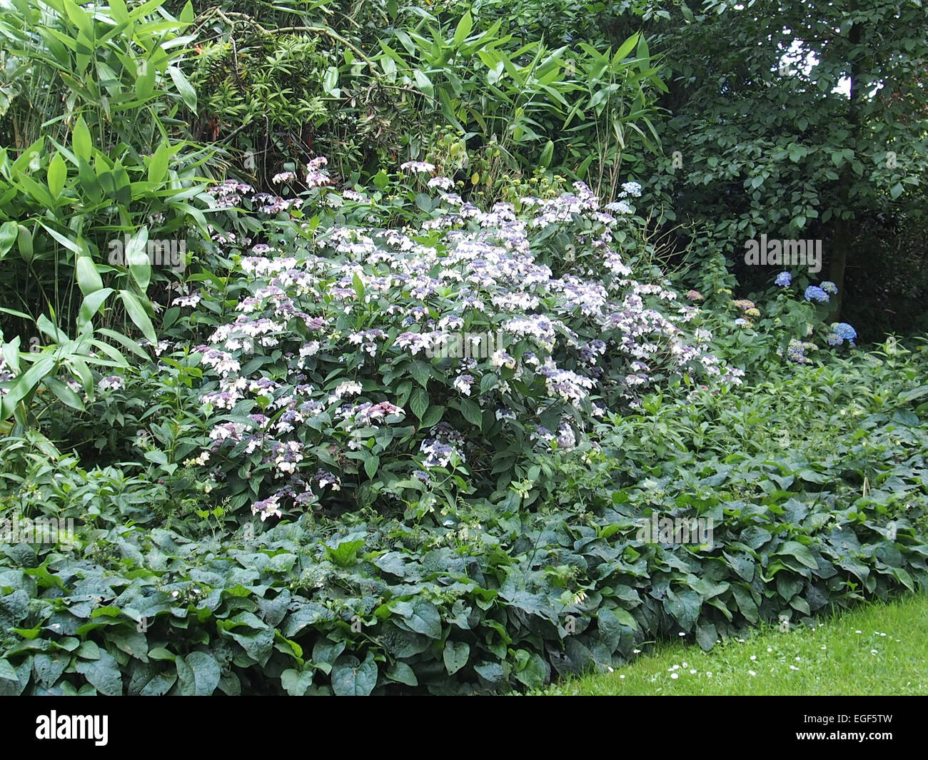 Hydrangea aspera Stockfoto