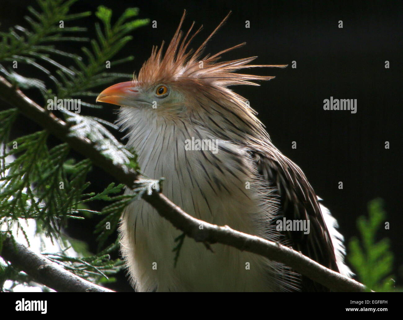 South American Guira Kuckuck (Guira Guira) Stockfoto