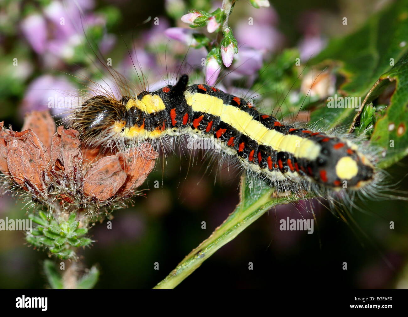 Bunte Raupe der Europäischen grau Dolch Motte (Acronicta Psi), gesehen hier auf gemeinsame Heidekraut Blumen Stockfoto