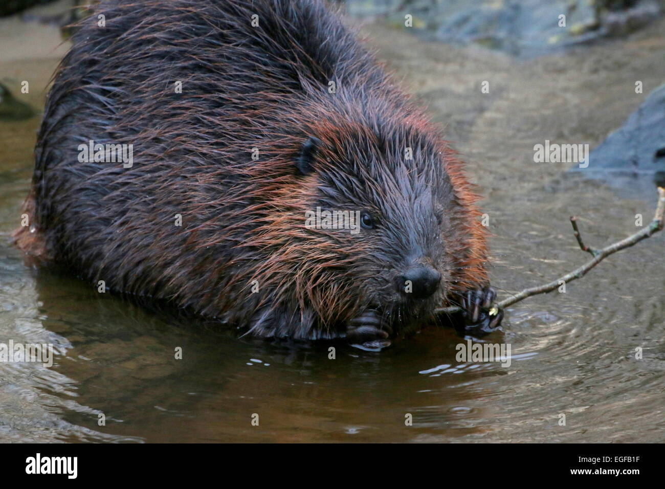 Nahaufnahme von einem nordamerikanischen Biber (Castor Canadensis) am Rand des Wassers, kauen auf einem Zweig Stockfoto