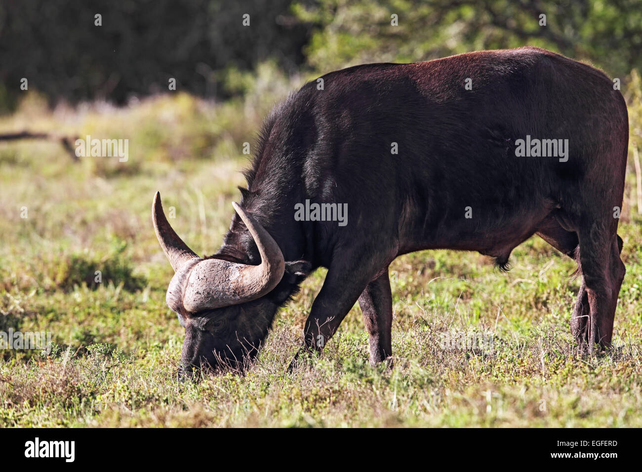 Afrikanischer Büffel (Syncerus Caffer) Beweidung in Amakhala Game Reserve, Eastern Cape, Südafrika. Stockfoto