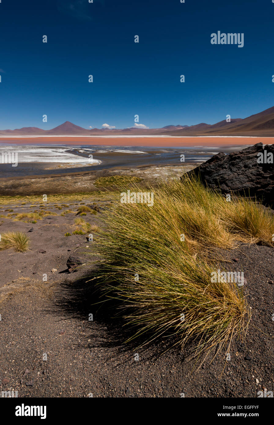 Laguna Colorada, Reserva Eduardo Avaroa, Bolivien Stockfoto