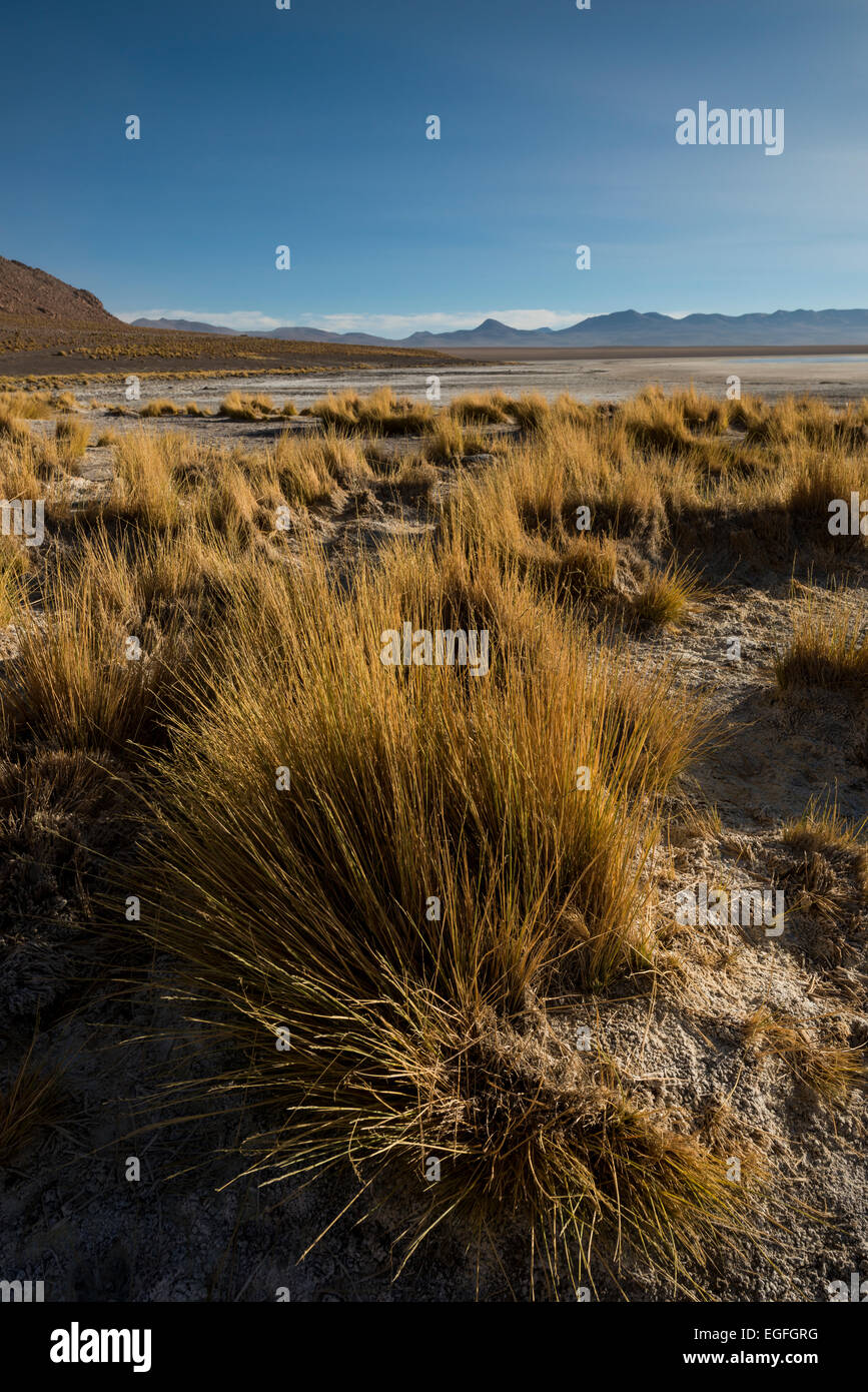 Laguna Polques, Reserva Eduardo Avaroa, Bolivien Stockfoto