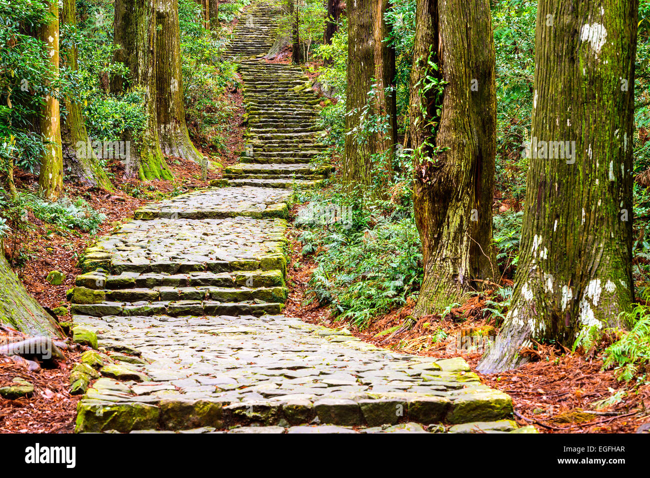 Kumano Kodo am Daimon-Zaka, eine heilige Spur als UNESCO-Weltkulturerbe in Nachi, Wakayama, Japan. Stockfoto