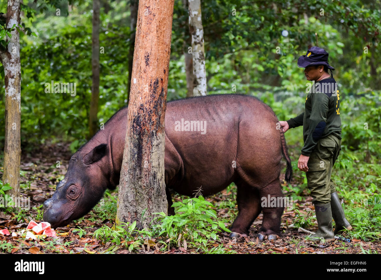 Sumatranashorn namens Andatu Feeds Früchte durch ihre Halter bei Sumatran Rhino Sanctuary (SRS) in Art und Weise Missions-, Sumatra gegeben. Stockfoto