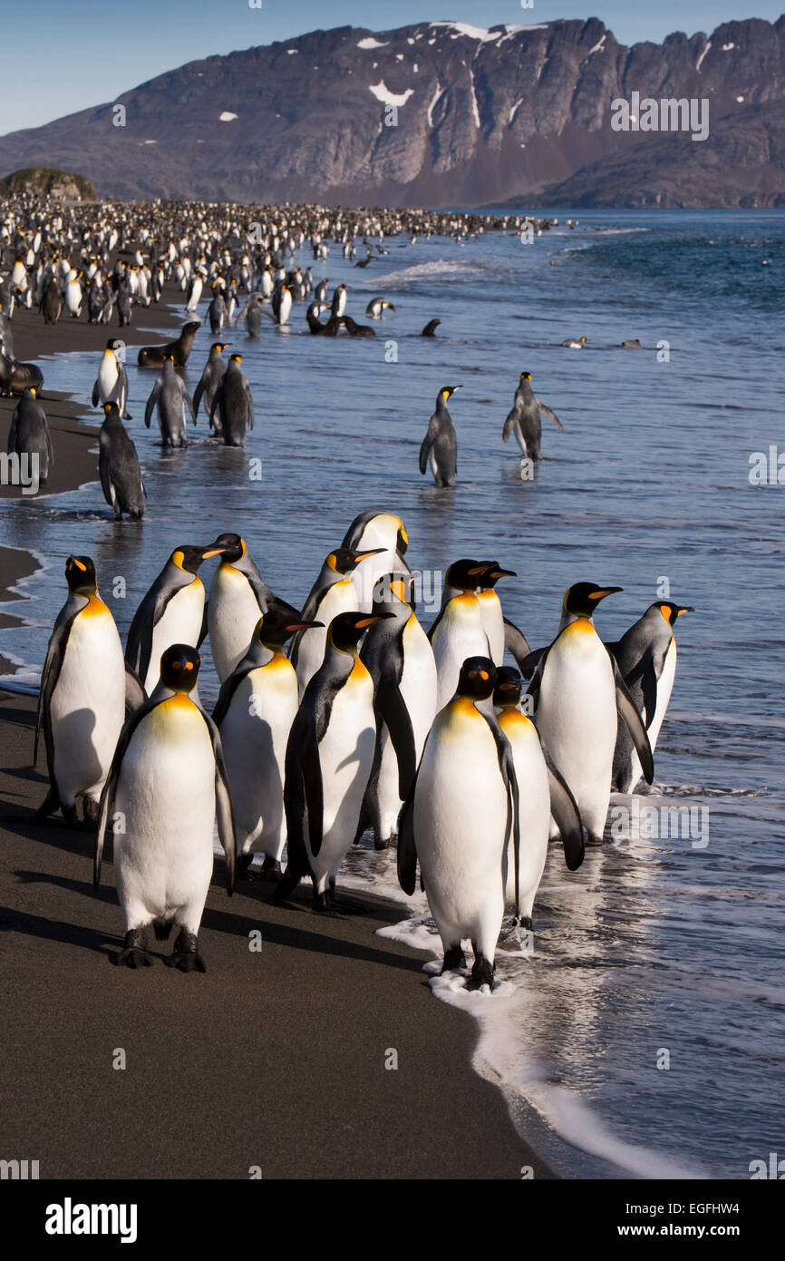 Südatlantik, Südgeorgien, Bucht der Inseln, king Pinguine am Strand Stockfoto