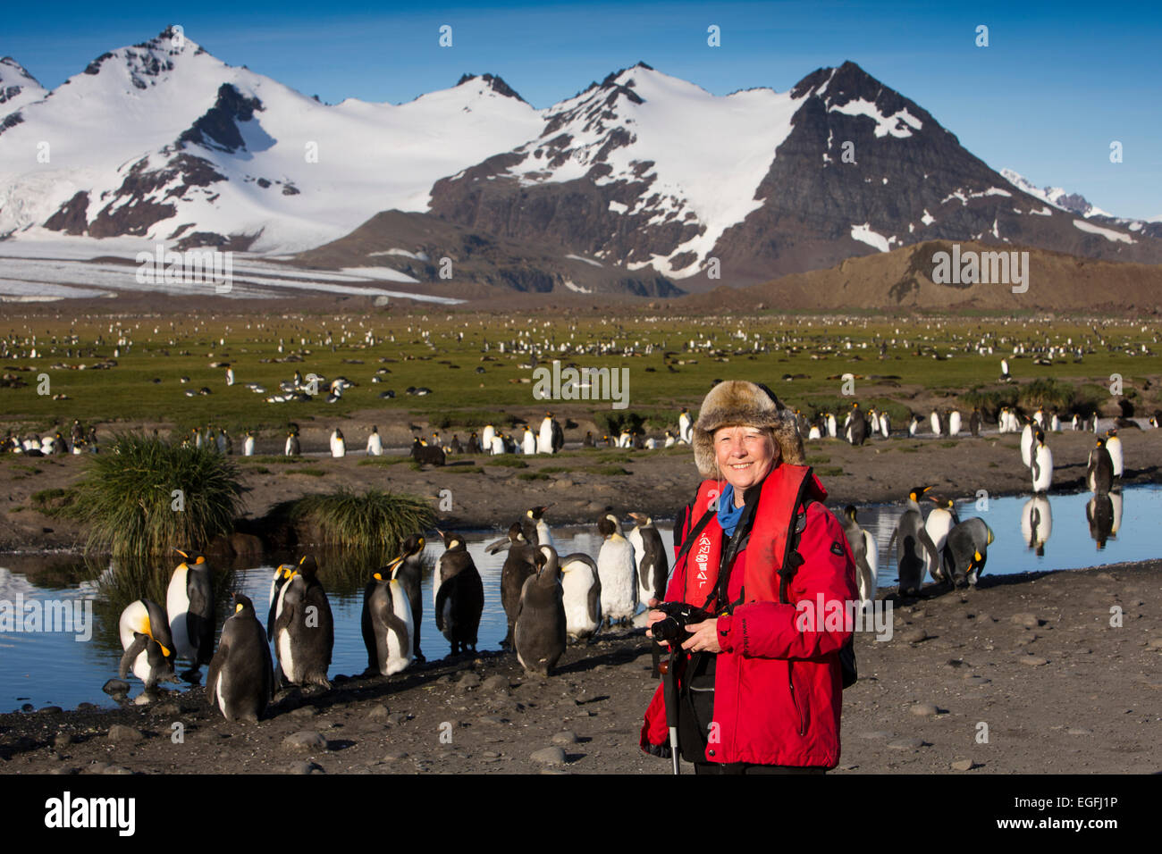 Südatlantik, Südgeorgien, Bucht der Inseln, weibliche Touristen unter König penguins Stockfoto