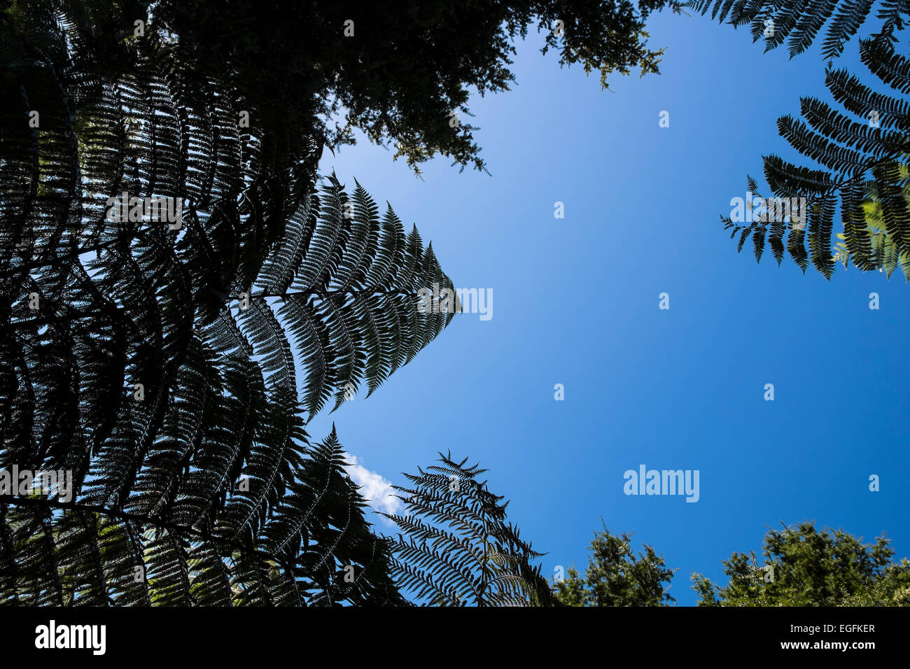 Nachschlagen von unter einem Farn-Baum in Neuseeland Stockfoto
