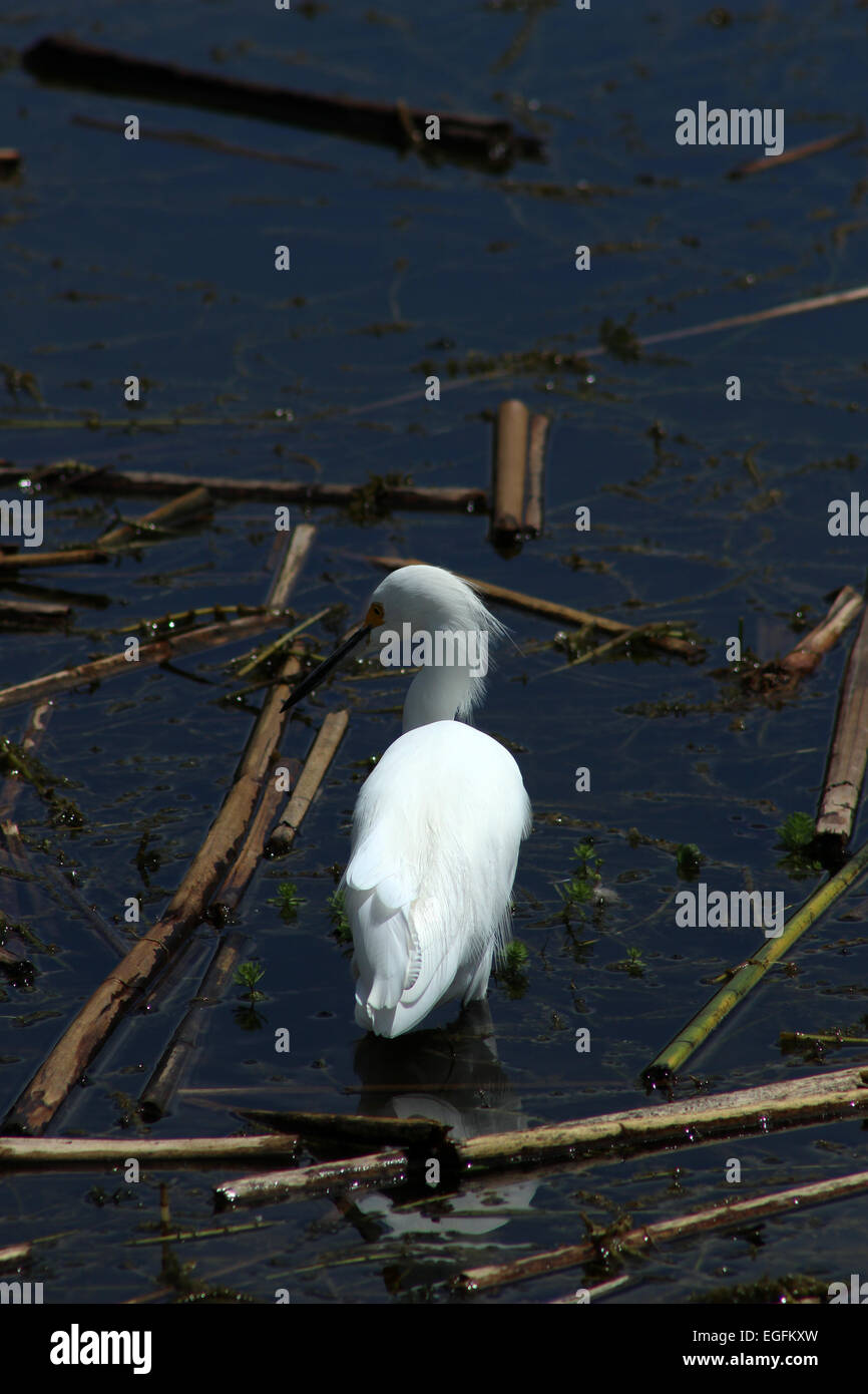 Ein Weißer Reiher stehen im flachen Wasser eines Sees in Ibarra, Ecuador Stockfoto