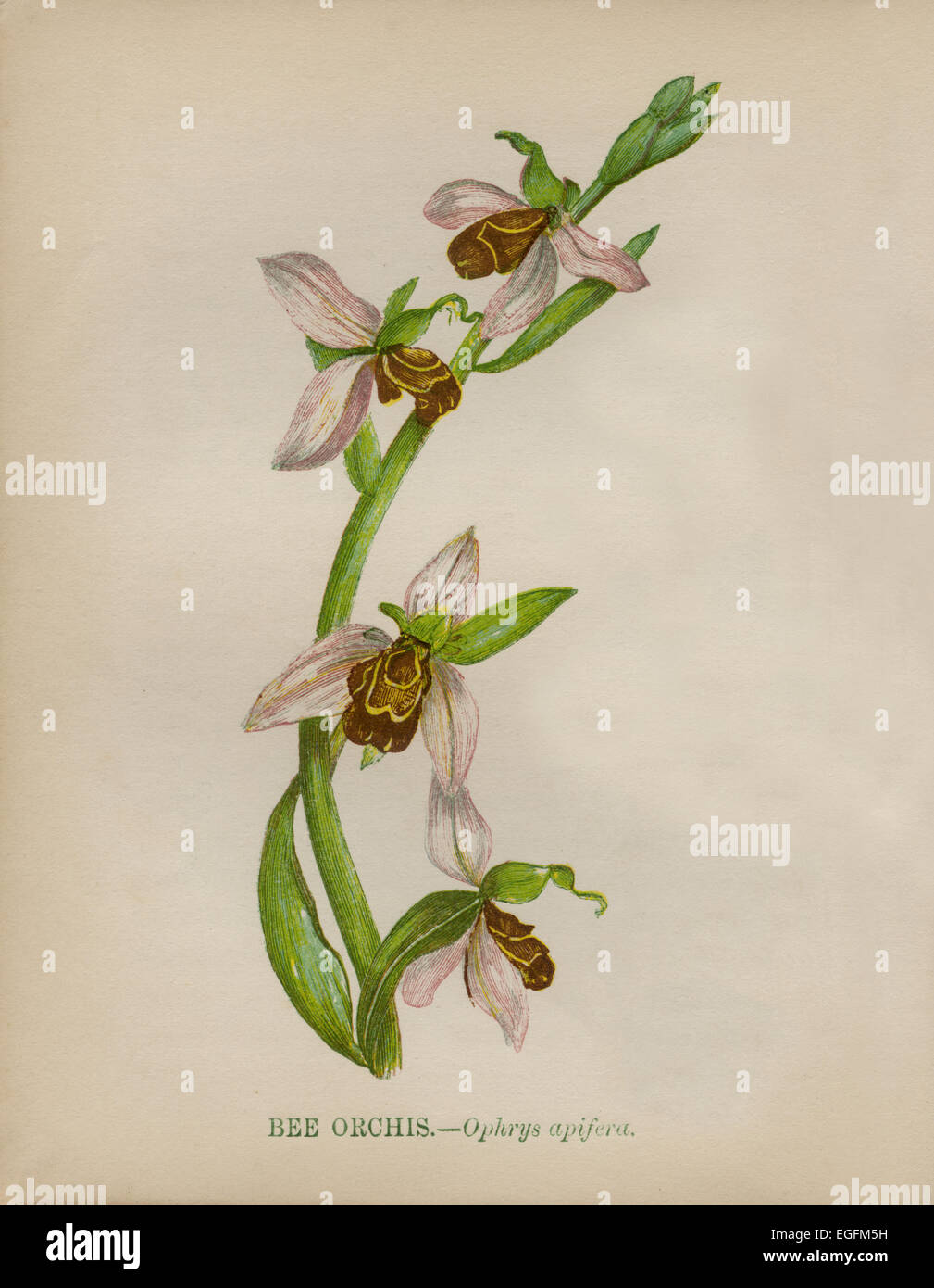 Biene Orchidee (Ophrys Apifera) Farblitho Künstler: Anne Pratt "Wildblumen" 1852 Stockfoto
