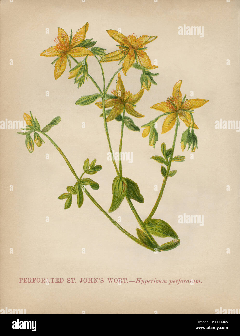 Perforierte Johanniskraut Johanniskraut (Hypericum Perforatum) Farblitho Künstler: Anne Pratt "Wildblumen" 1852 Stockfoto