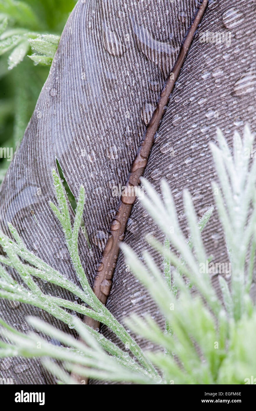 Taube-Feder mit Wassertropfen Stockfoto