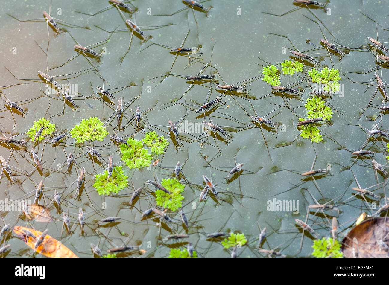 Schwarm von Wasserläufer bewegen auf dem Wasser mit Textfreiraum Stockfoto