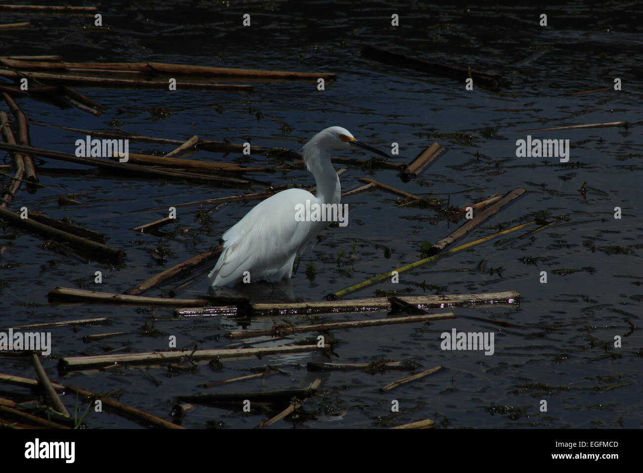 Ein Weißer Reiher stehen im flachen Wasser eines Sees in Ibarra, Ecuador Stockfoto