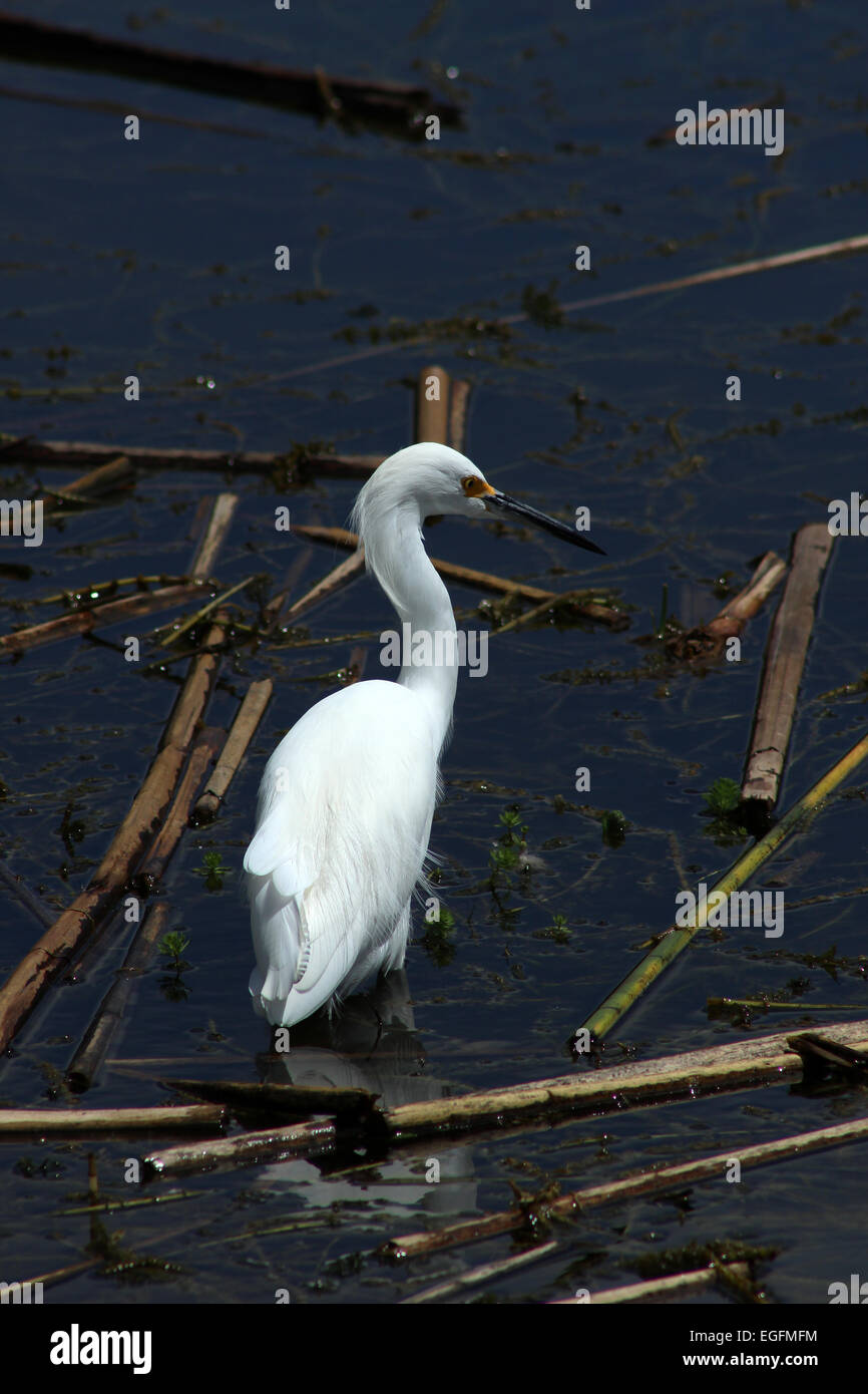 Ein Weißer Reiher stehen im flachen Wasser eines Sees in Ibarra, Ecuador Stockfoto