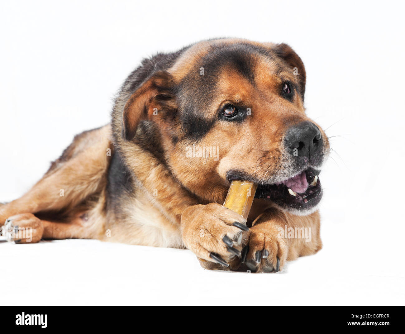 ein alten Schäferhund Mix kaut an einem Knochen, weißer Hintergrund Stockfoto