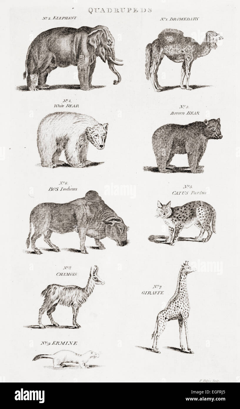 Verschiedene Arten von Vierbeinern.  Drucken Sie aus dem 18. Jahrhundert Stockfoto