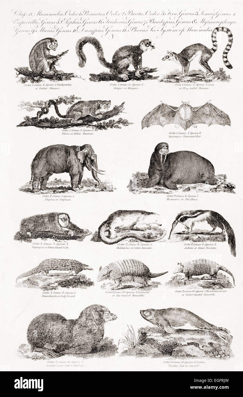 Verschiedene Arten von Tieren.  Drucken Sie aus dem 18. Jahrhundert Stockfoto