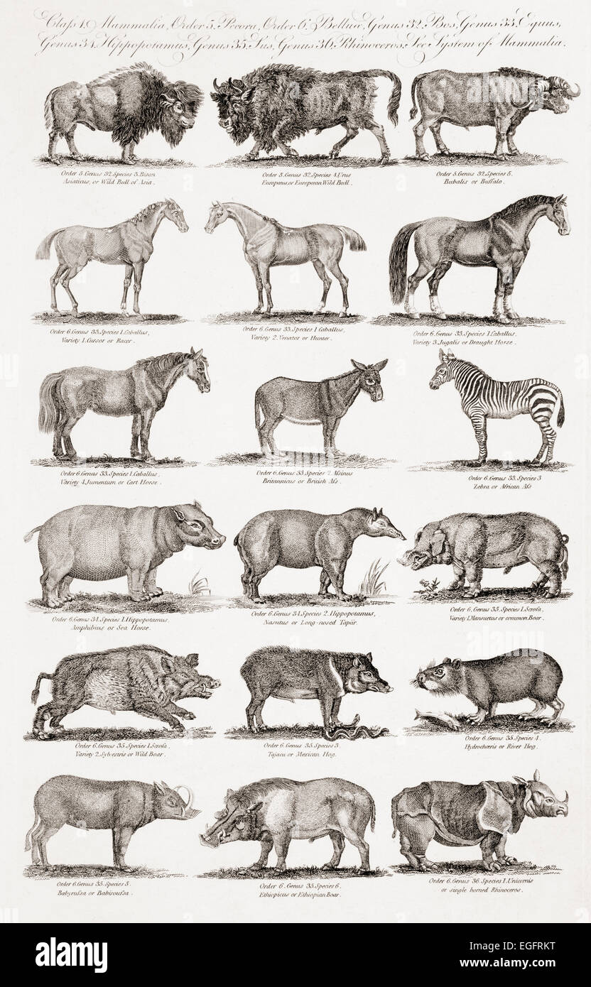 Verschiedene Arten von Vierbeinern, einschließlich der Stiere, Pferde, Wildschweine, Schweine und Nashorn.  Drucken Sie aus dem 18. Jahrhundert Stockfoto