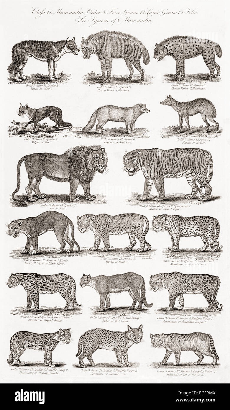 Verschiedene Arten von Vierbeinern, einschließlich Tiger, Panther, Leoparden und Füchse.  Drucken Sie aus dem 18. Jahrhundert Stockfoto