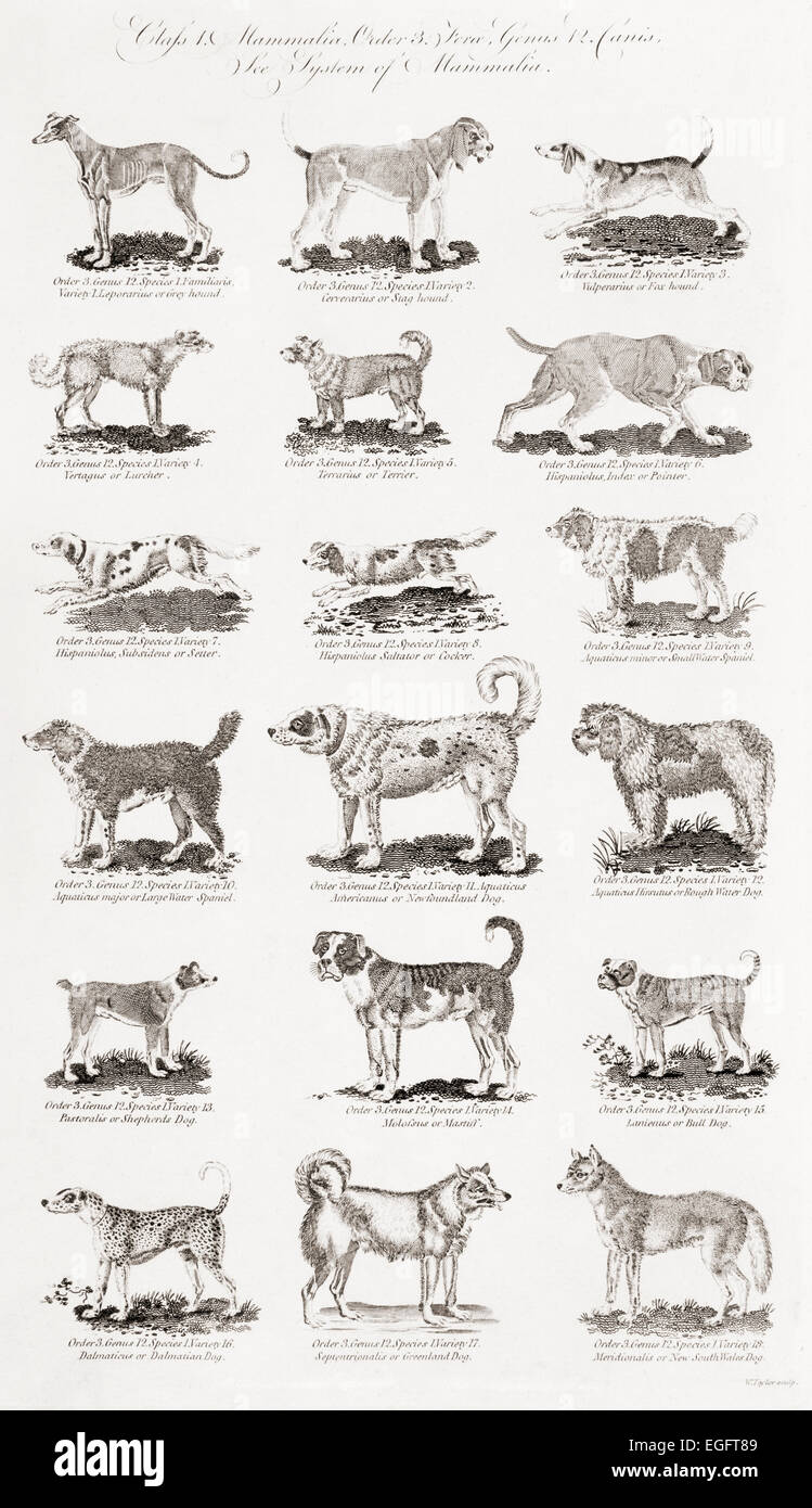 Verschiedene Hunderassen.  Drucken Sie aus dem 18. Jahrhundert Stockfoto