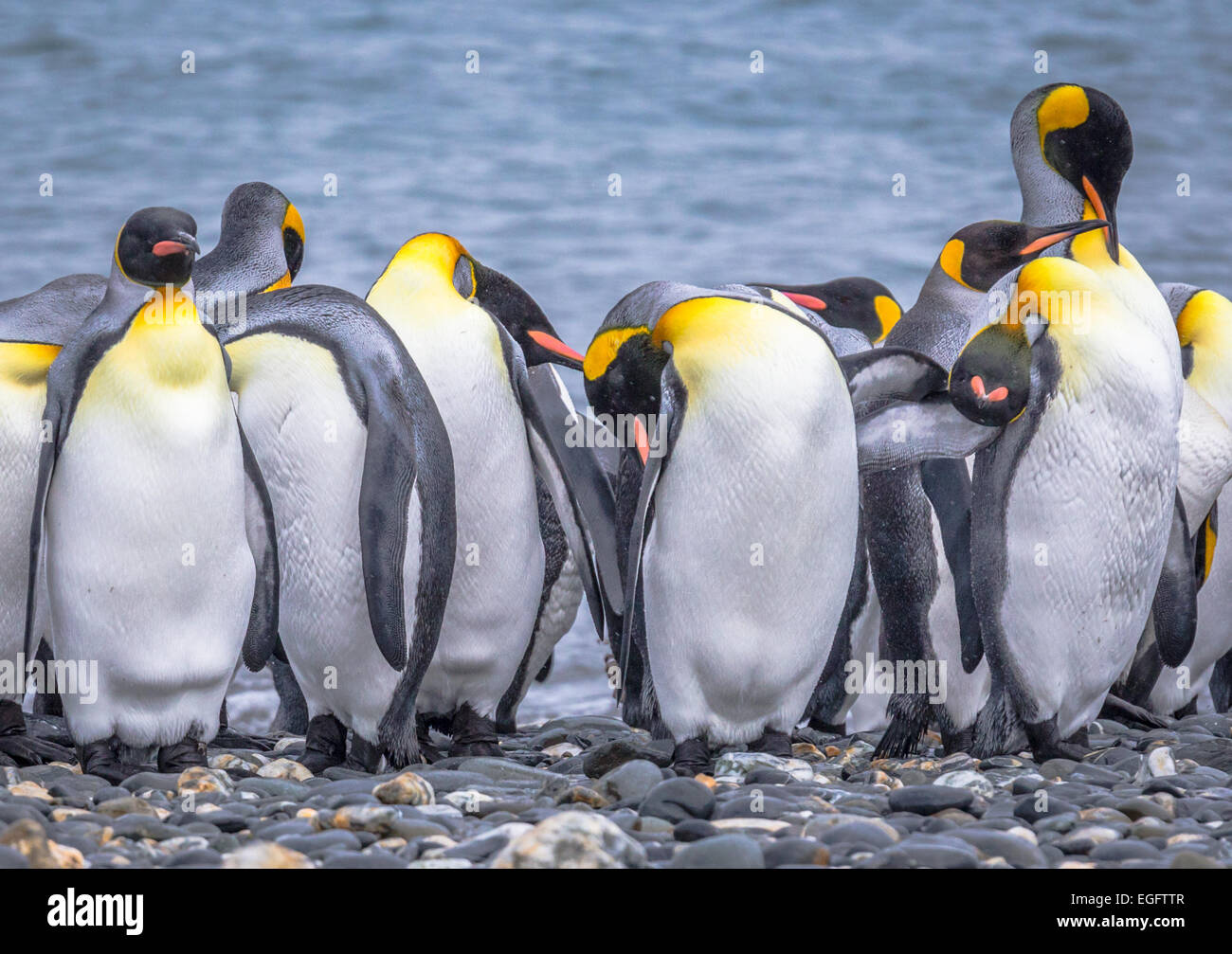 Eine Studie der König Pinguin Hälse Stockfoto