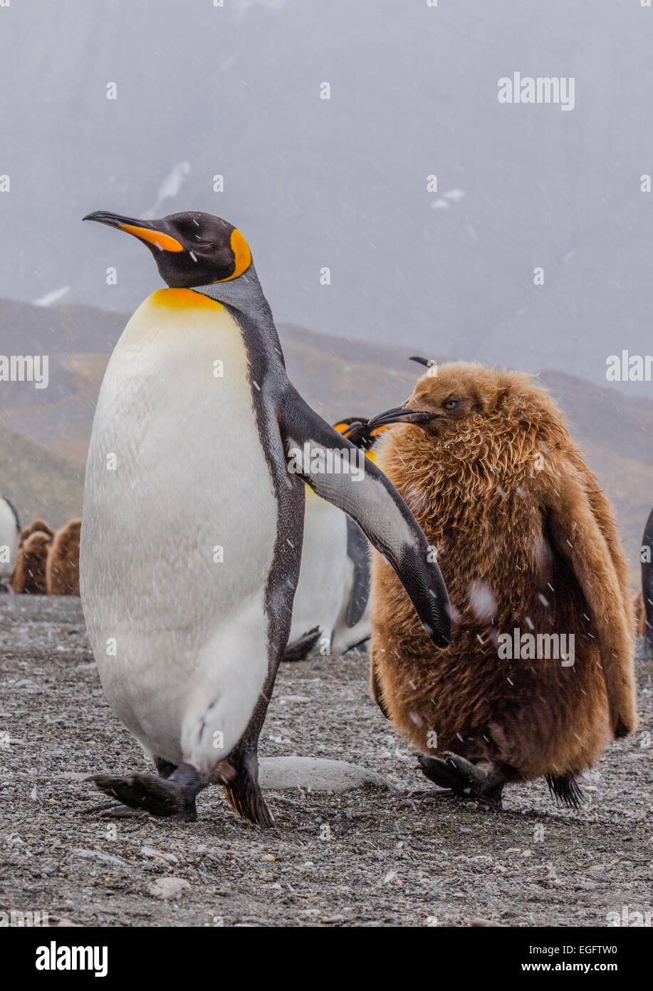 Eine Juvenile Königspinguin ergibt eine Erwachsenen-Spuren Stockfoto