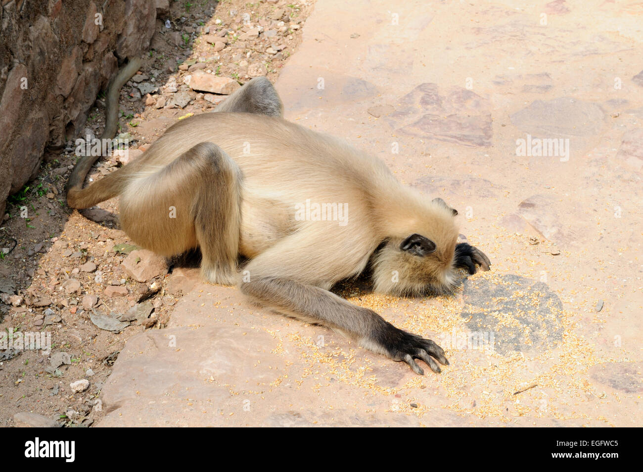 Grau-Languren Affen Hanuman Semnopithecus Entellus essen Getreide links von Gläubigen im Ranthambore Fort Rajasthan Indien Stockfoto