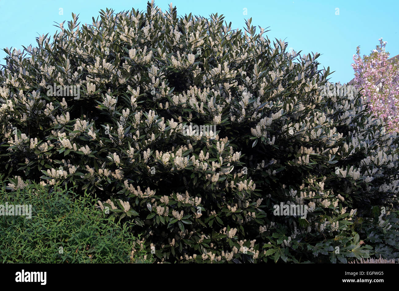Prunus Laurocerasus gemeinsame Lorbeer in Blüte Stockfoto