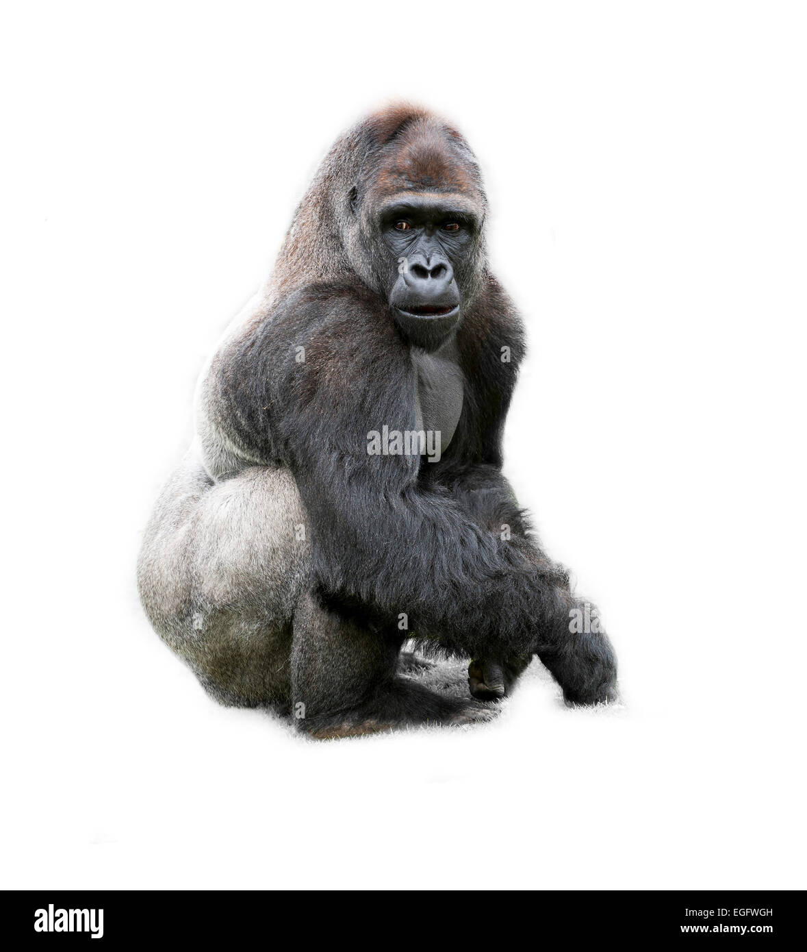 Gorilla auf weißem Hintergrund Stockfoto