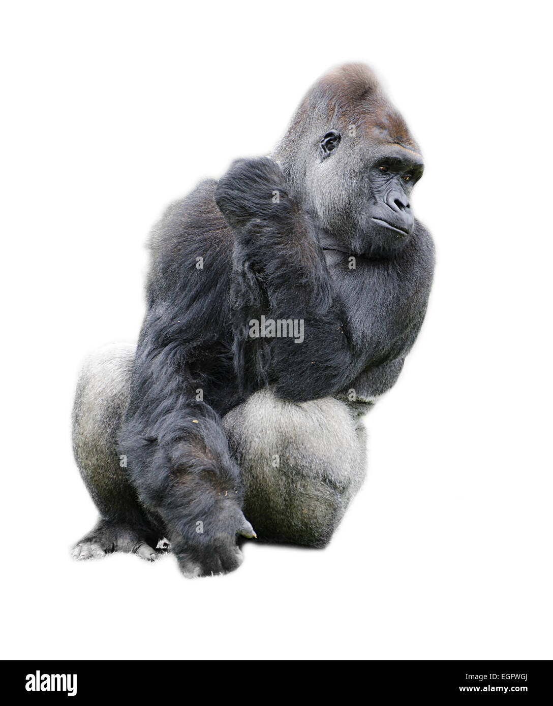 Gorilla auf weißem Hintergrund Stockfoto