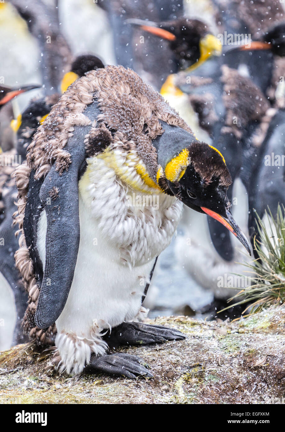 Königspinguin im zweiten Mauser Stockfoto