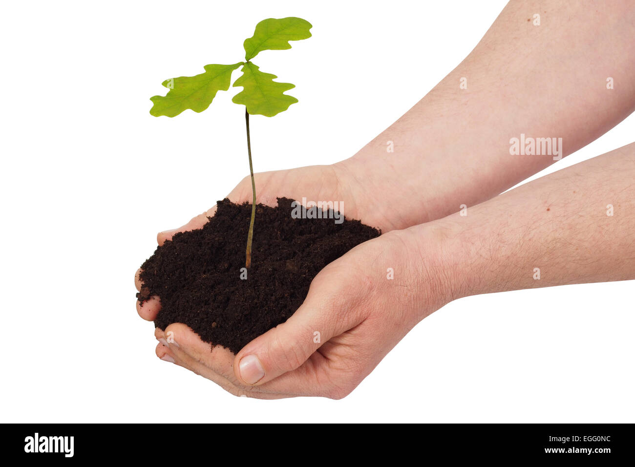 Mann hält junge Eiche Stockfoto
