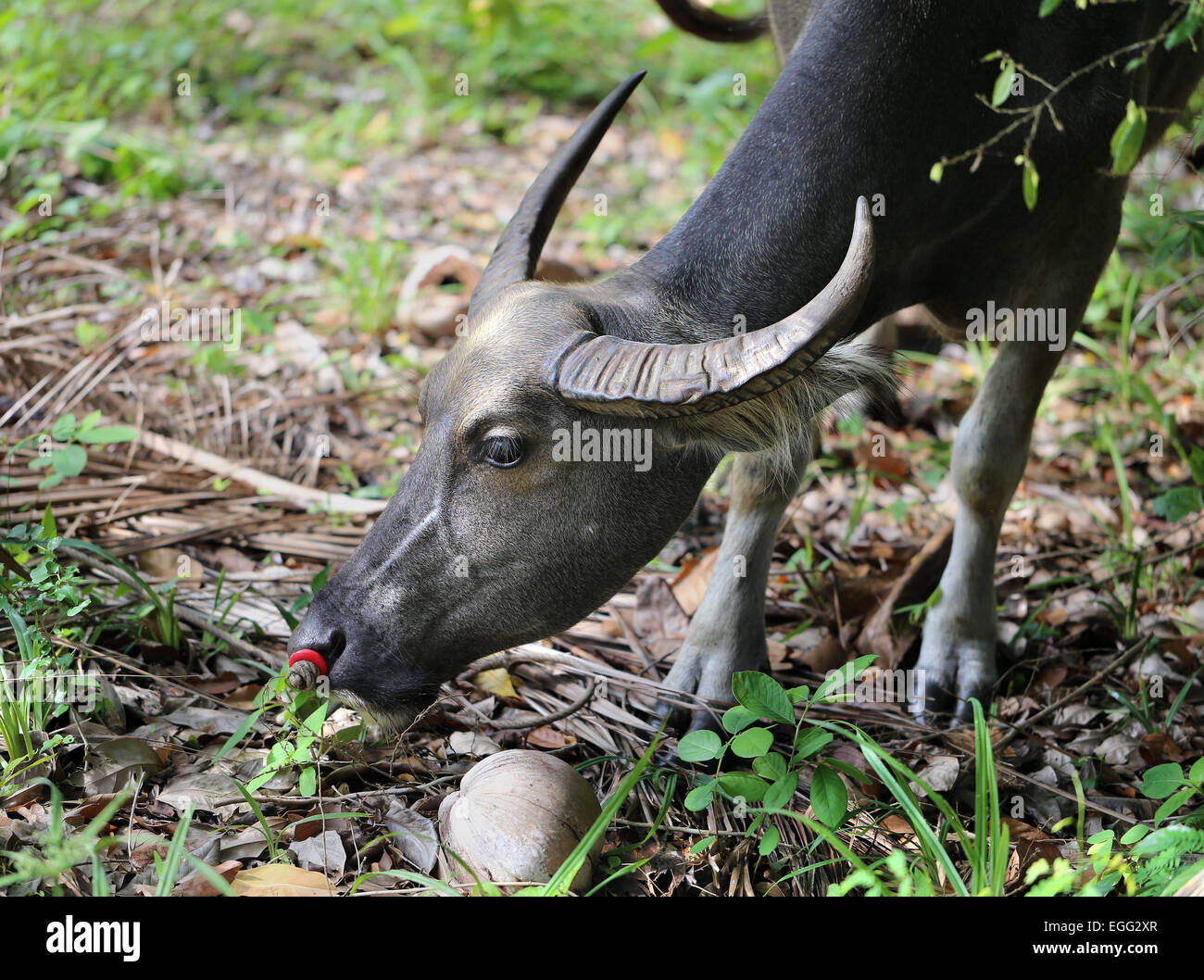 Thai schwarze Kuh des tropischen Dschungels Stockfoto