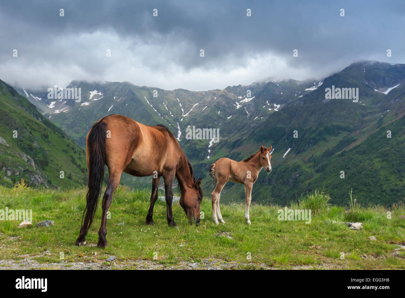 Pferde grasen Stockfoto