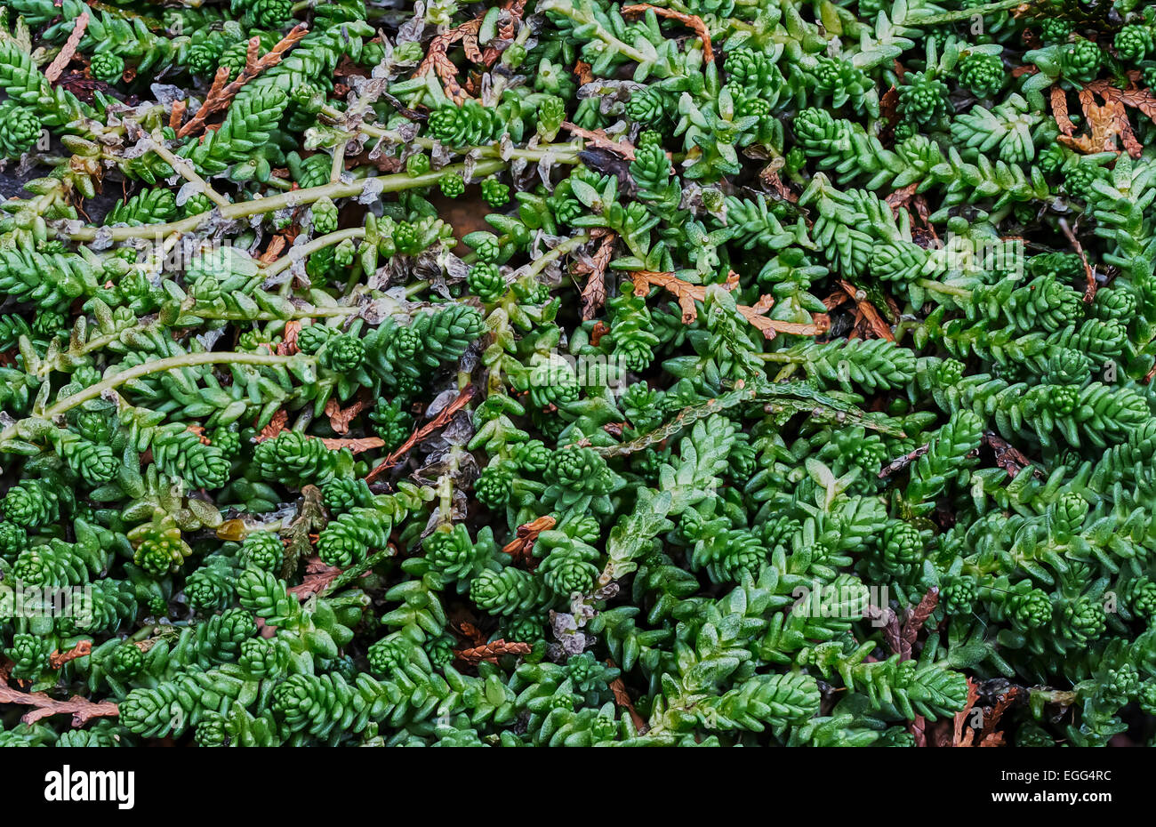 Nahaufnahme Der Immergrune Ziergraser Im Garten Stockfoto Bild