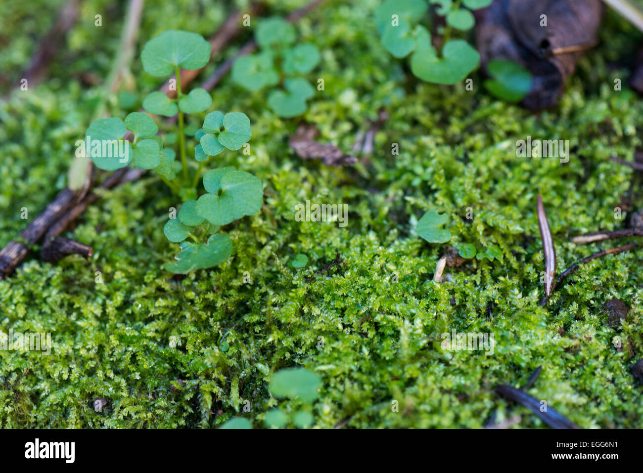 schöne Moosgrün Substrat im Garten mit Blatt Stockfoto
