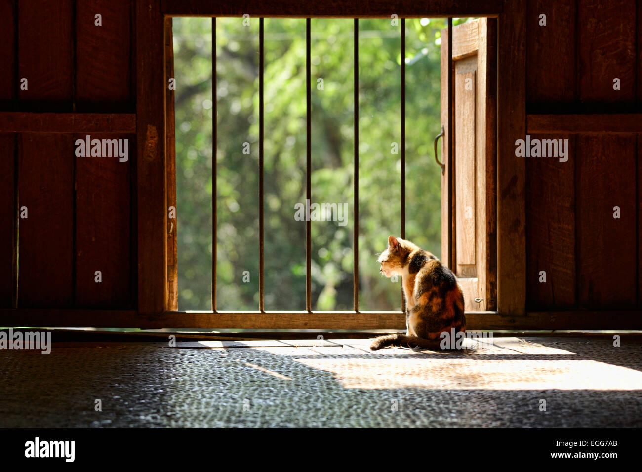 Eine Tempel-Katze Stockfoto