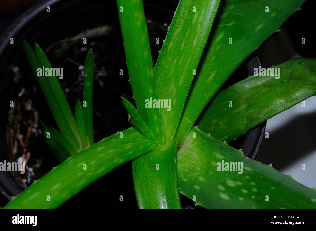 Nahaufnahme von der Mitte der Aloe-Pflanze. Liliaceae (oder Aloaceae) Stockfoto