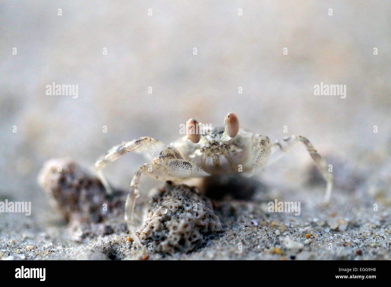 Kleines Meer Krabbe mit gelbem Sand fotografierten closeup Stockfoto