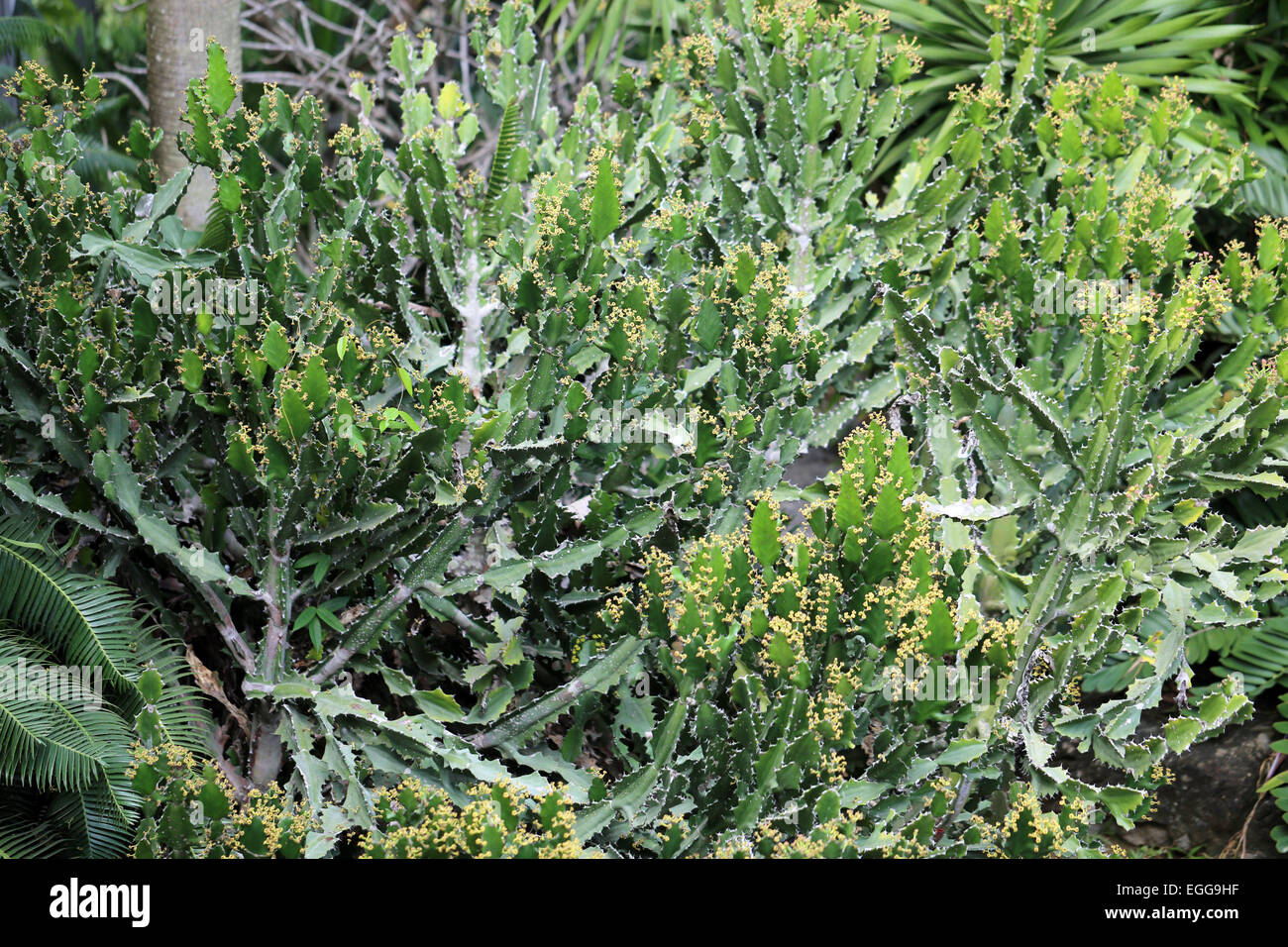 Grünen wunderschöner großer Kaktus fotografiert hautnah Stockfoto