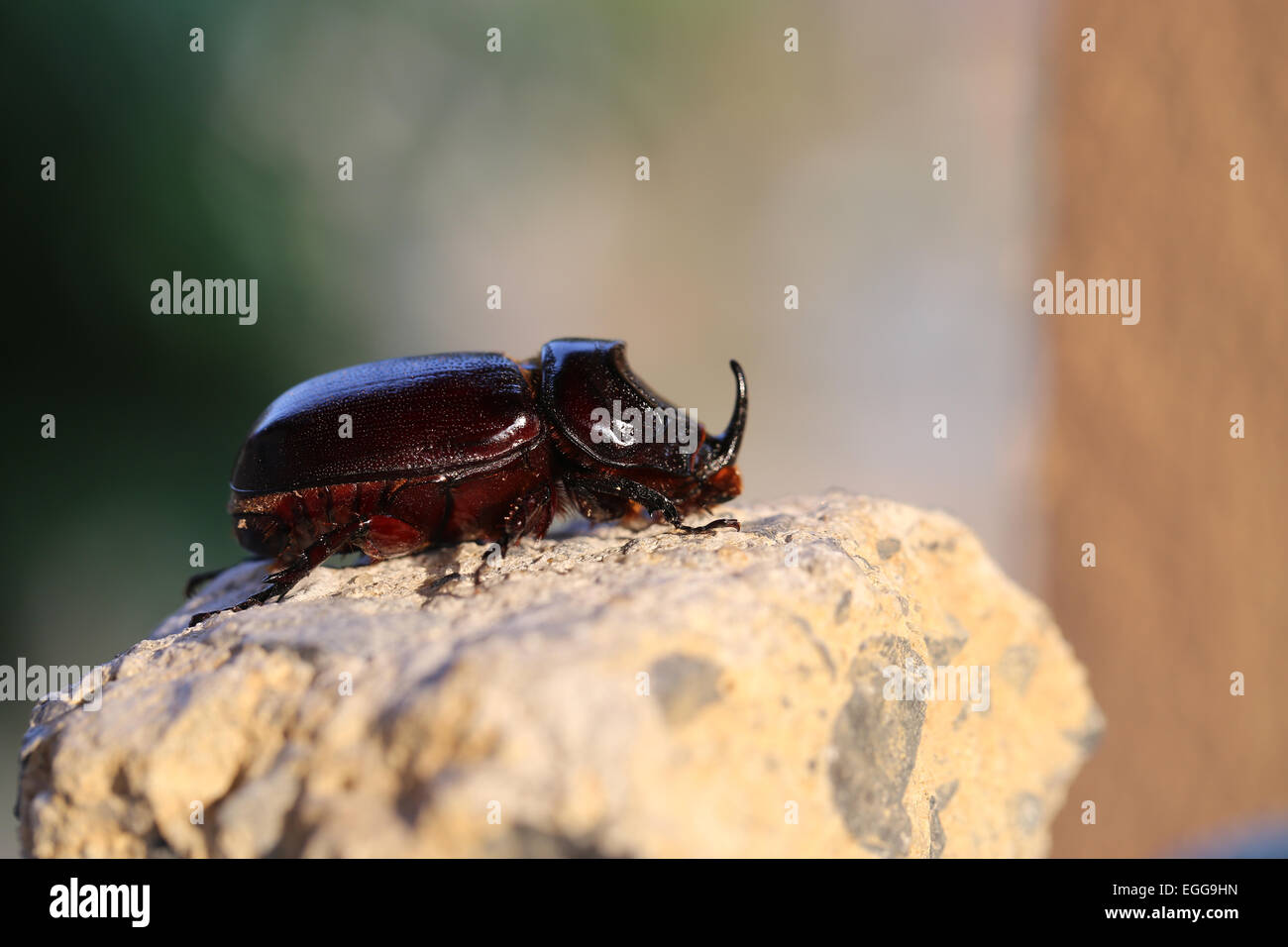 Schöne schwarze Käfer, die Rhino fotografiert hautnah Stockfoto