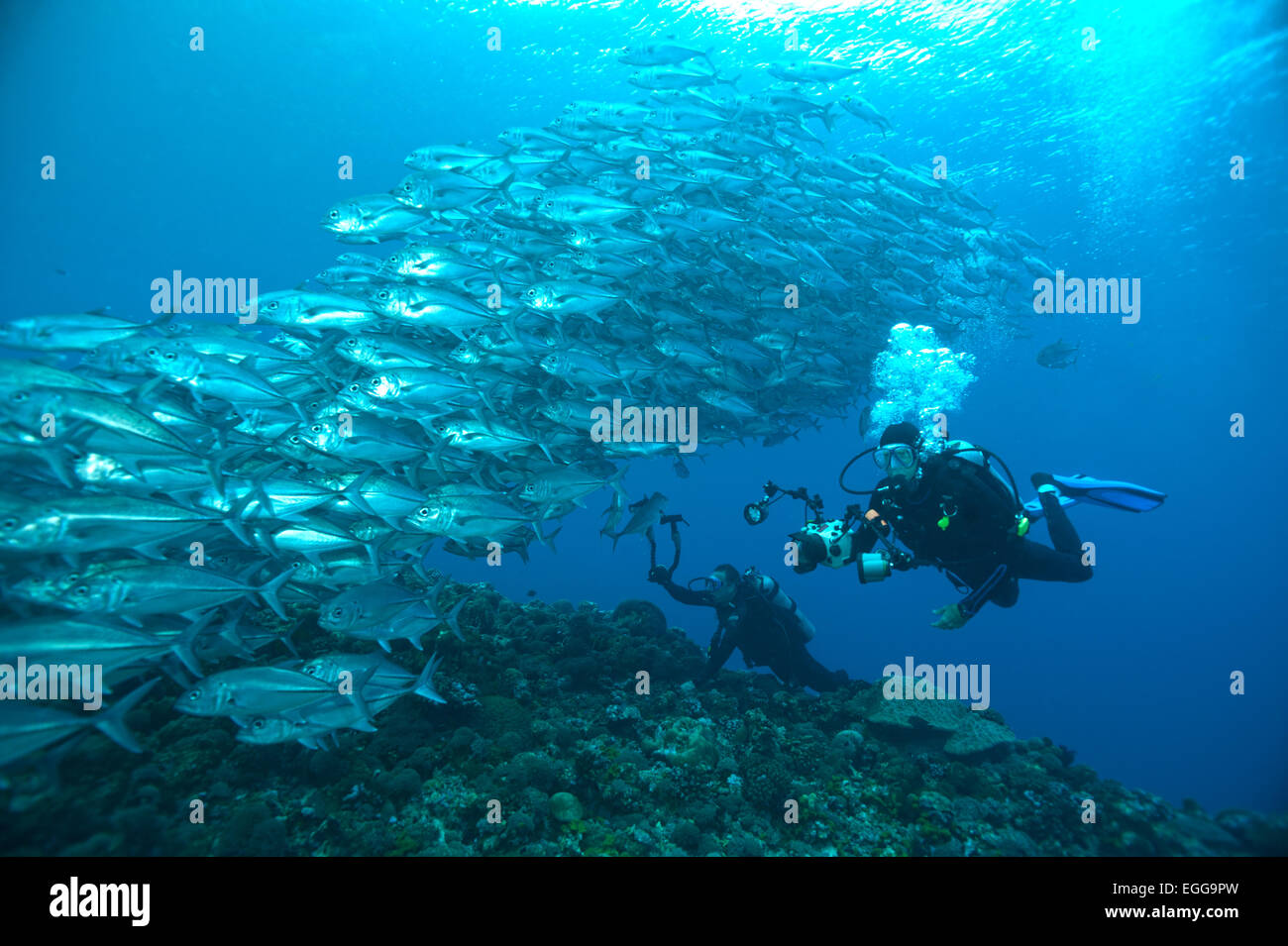 Eine Schule Bigeye Makrelen mit Tauchern auf einem Riff auf den Salomonen. Stockfoto