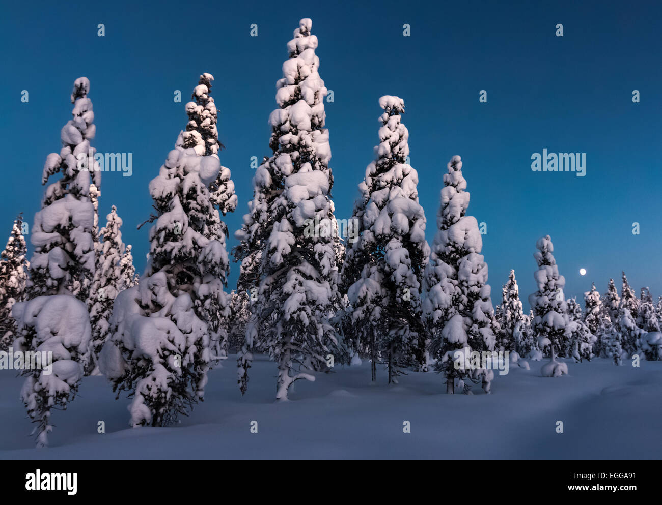 Verschneite Schotten Kiefernwald in Saariselkä, Finnland Stockfoto