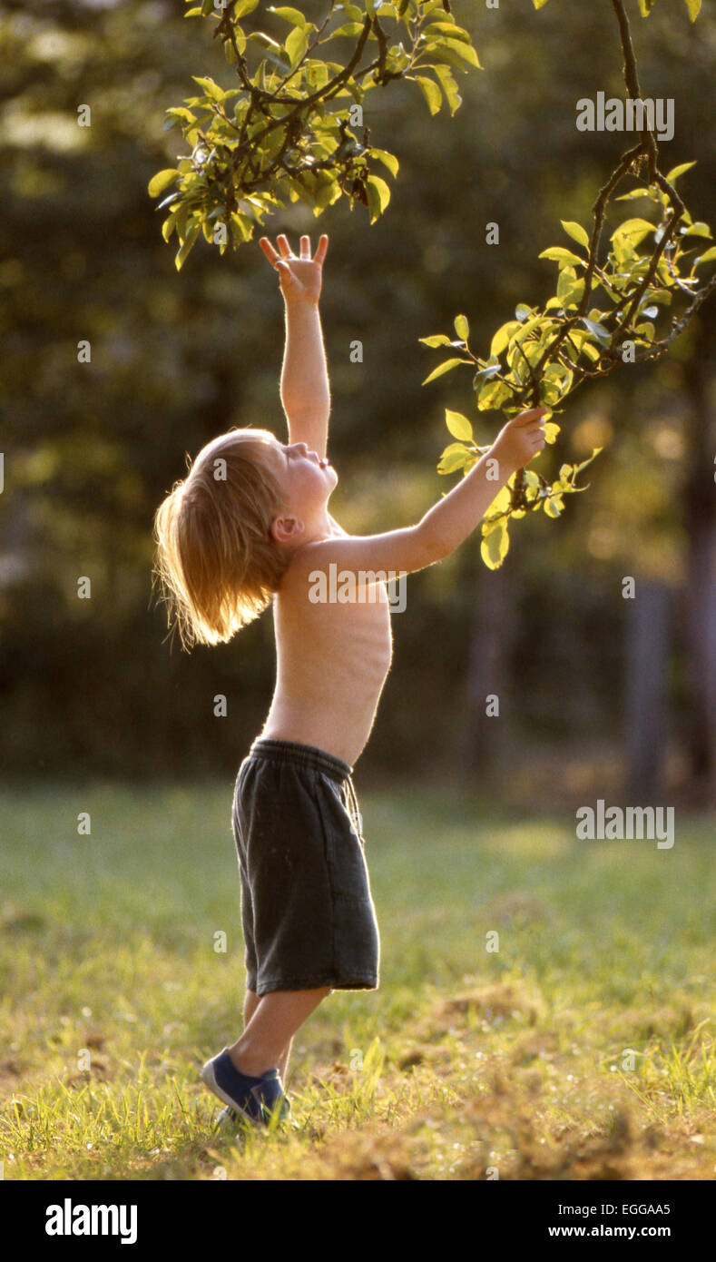 Kleiner Junge in kurzen Hosen bis zu grünen Ästen im warmen Sonnenschein stehen auf dem grünen Rasen in natürlicher Umgebung Stockfoto