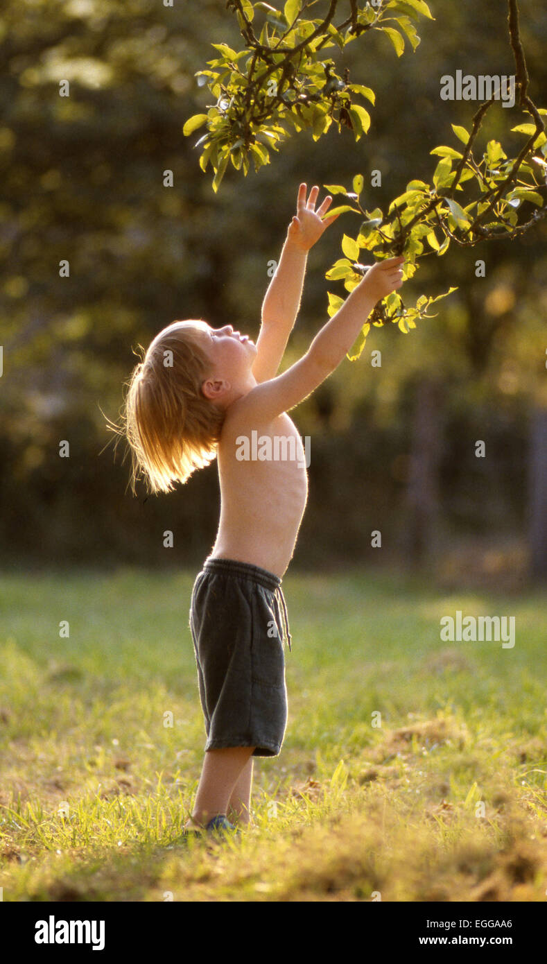 Kleiner Junge in kurzen Hosen bis zu grünen Ast im warmen Sonnenschein stehen auf dem grünen Rasen in natürlicher Umgebung Stockfoto