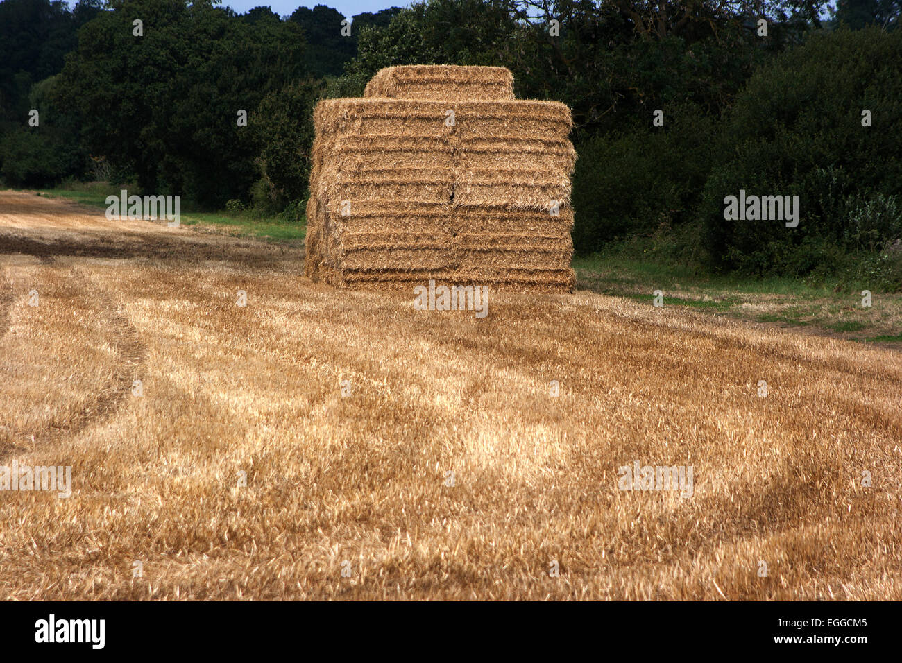 Frisch geschnitten Heuballen im Weizenfeld. Stockfoto