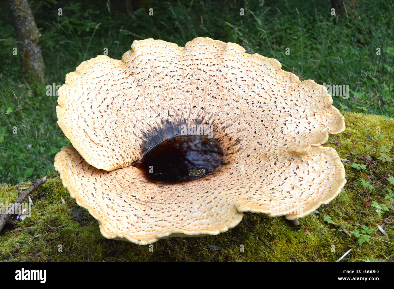 Großer Polypore Pilz an einem toten Baumstamm. Stockfoto