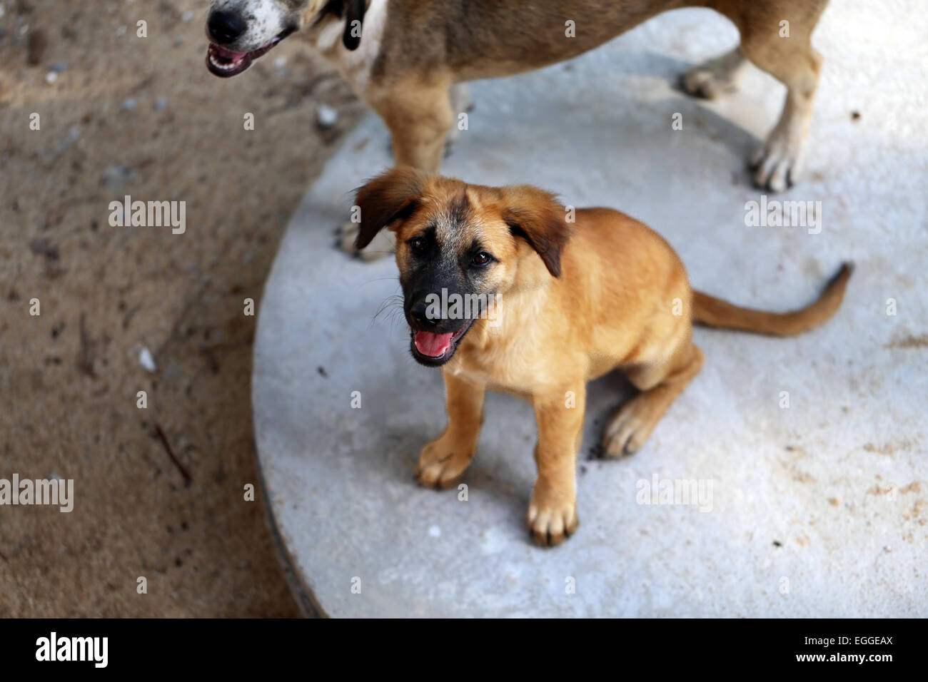 Kleine rote Welpen sitzen auf dem Boden, er fotografierte Closeup Stockfoto