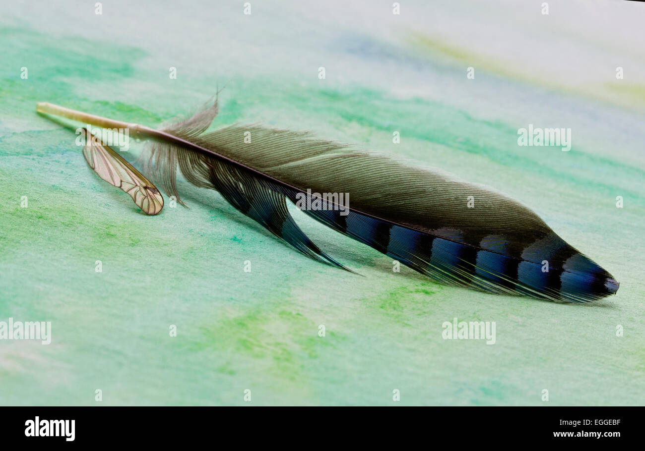 Feder und kleine Flügel eines Insekts Stockfoto